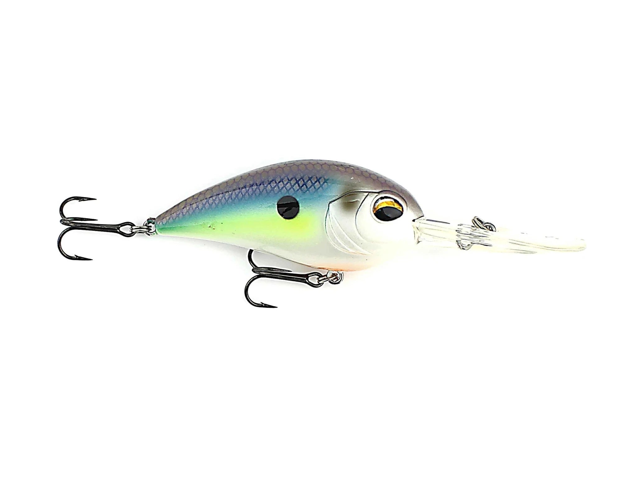 Gizzard Shad