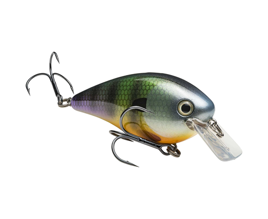Bluegill