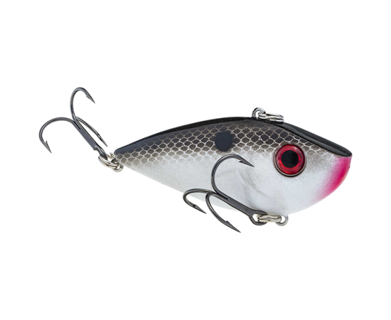 Gizzard Shad